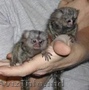 copii sănătoși de marmosetă pentru adopție      