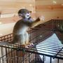 pui de maimuță spre adopție/vânzare