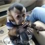 Femela maimuță capucină disponibilă 